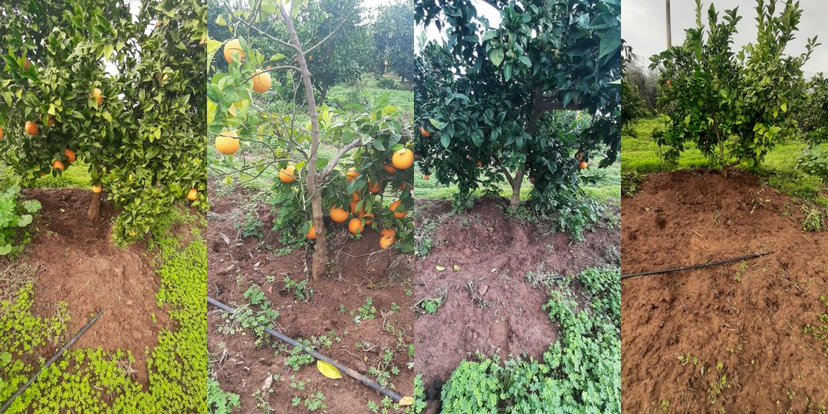 Come i cinghiali devastano un agrumeto